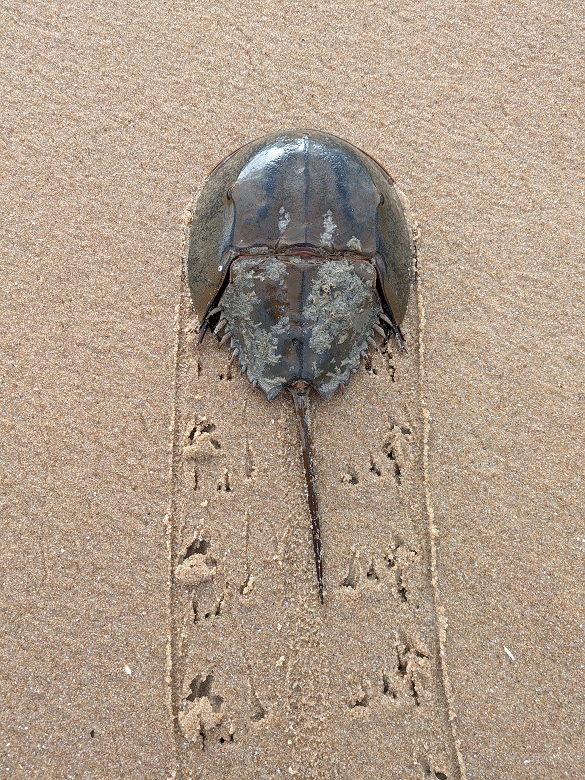 Horseshoe crab with fresh tracks