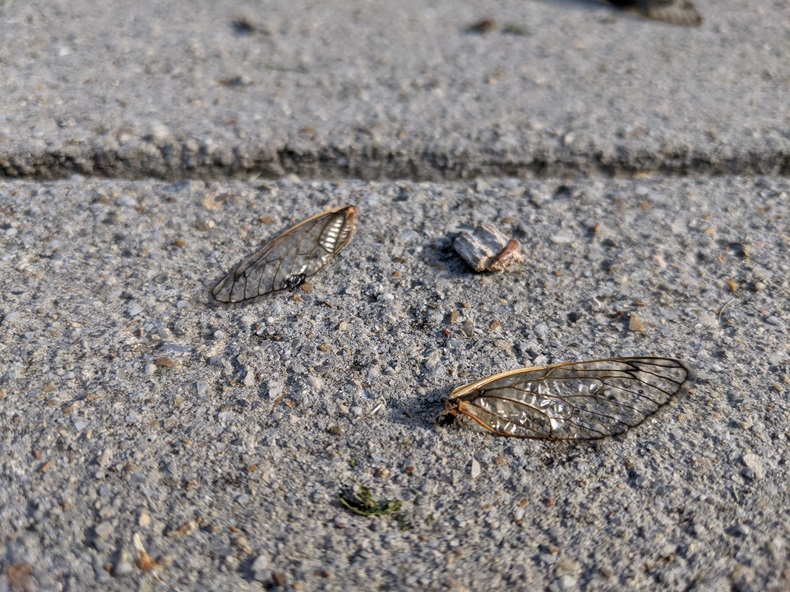 Two cicada wings on a sidewalk