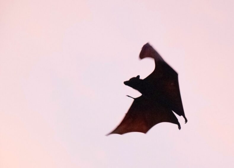 A flying bat silhouetted against a pale pink sky