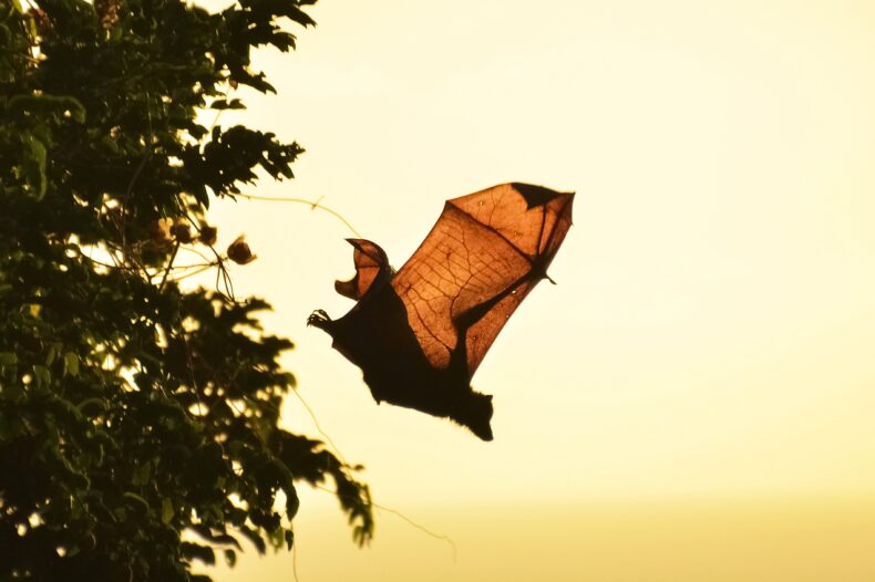 Photograph of a bat departing from a tree. The sky behind the bat is pale yellow, and the light glows through the webbing of the bat's thin wing membrane.
