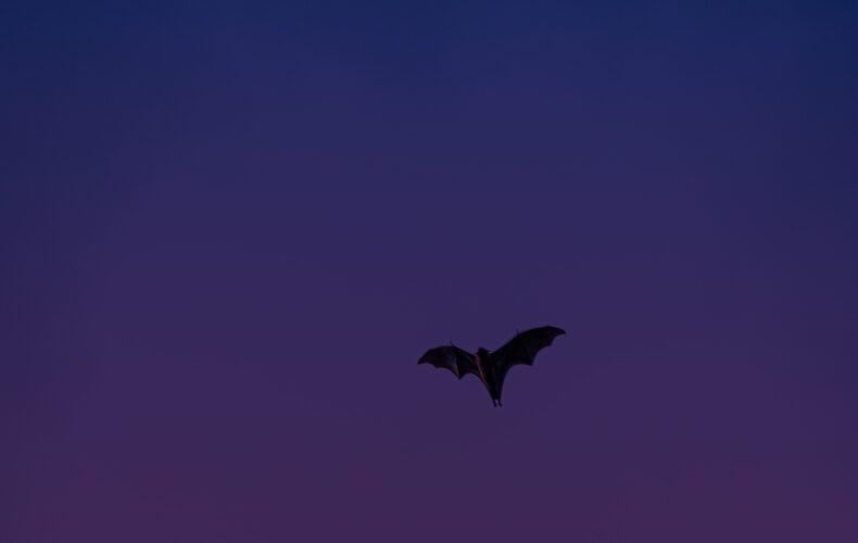 A flying bat silhouetted against a deep blue and purple evening sky.
