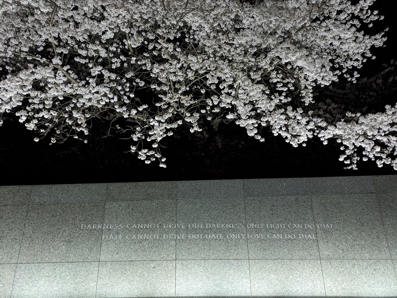 trees with text on wall "Darkness cannot drive out darkness, only light can do that. Hate cannot drive out hate, only love can do that."