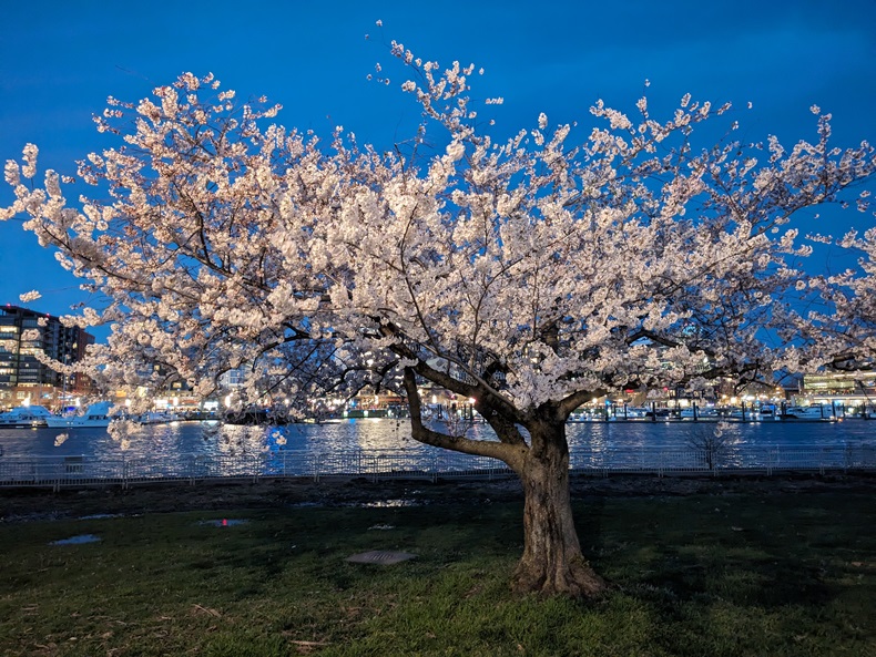 pink tree with river and city lights