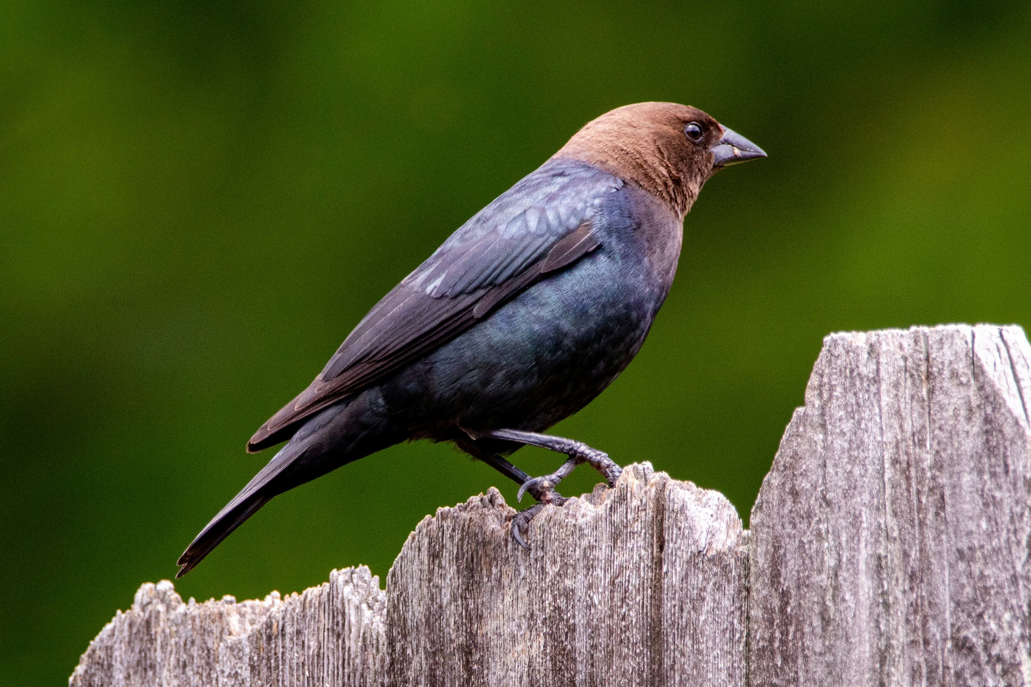 The Last Word On Nothing | Ode to the Brown-Headed Cowbird