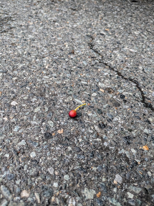 A lone red cherry on cracked asphalt