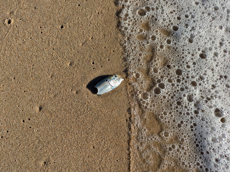 half a dead fish on sand at the water's edge