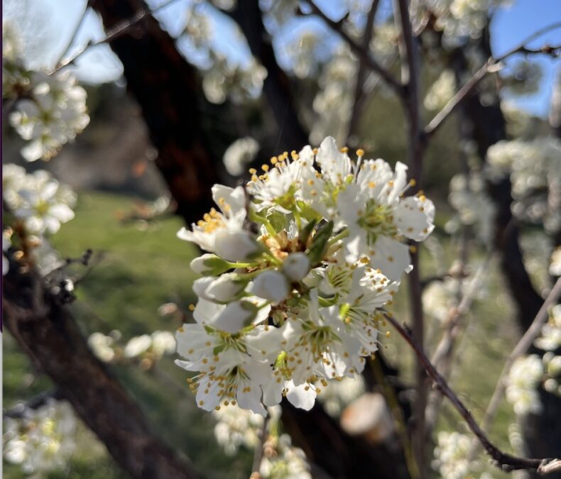 Spring: The Season of Hope