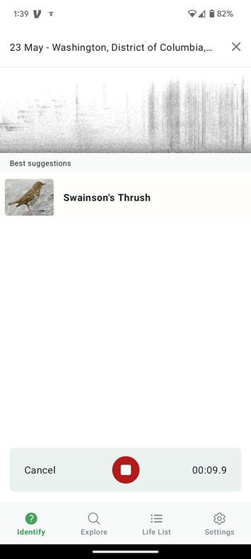 Screenshot of app with sound waveform and "Swainson's thrush"